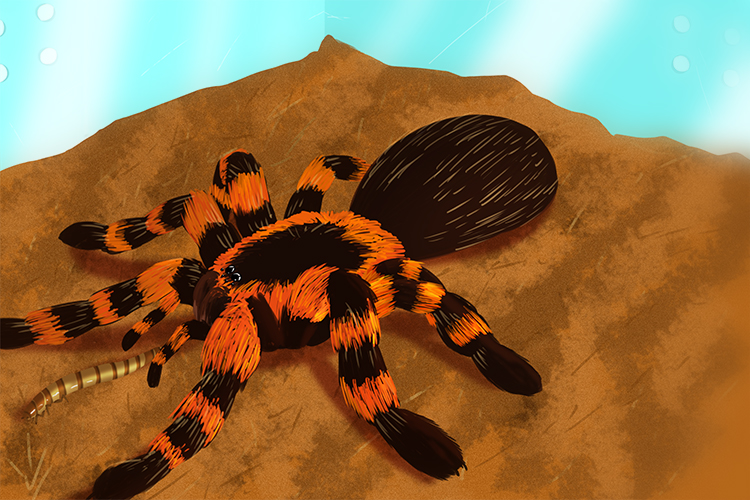 Image of a tarantula part of the arachnids group these commonly have eight legs